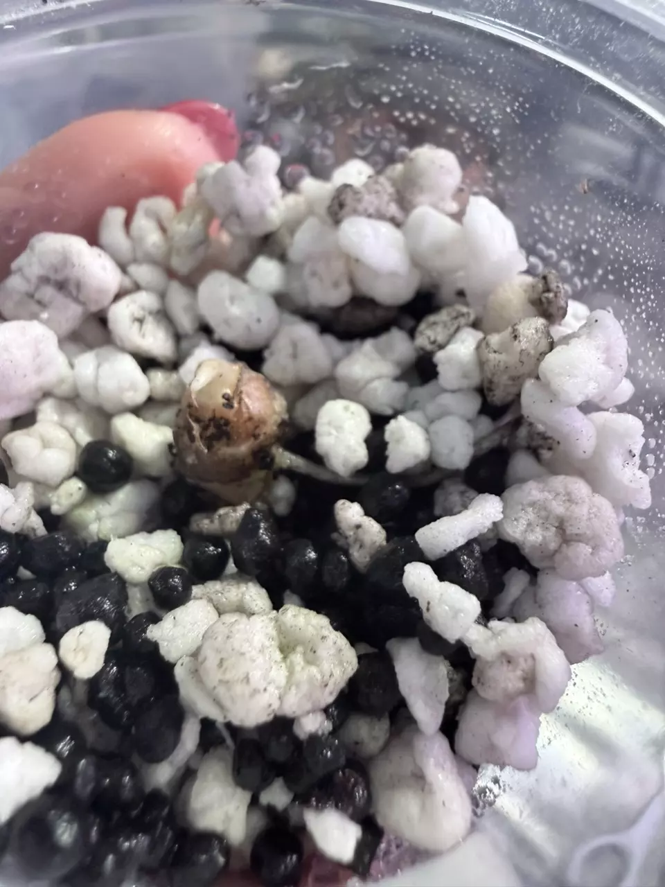 Alocasia watsoniana lightning corm with roots thumbnail