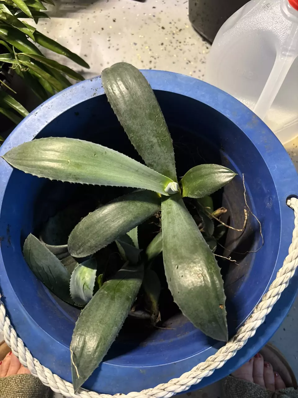 Blue agave starts thumbnail