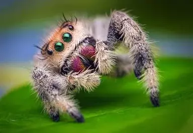 Female regal jumping spiders thumbnail