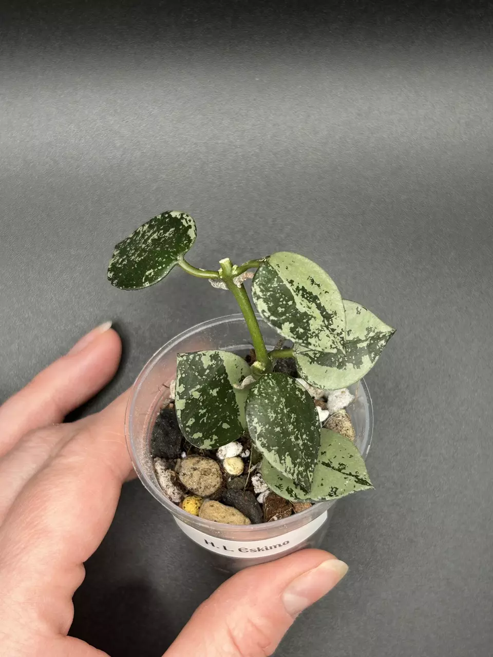 Eskimo and Royal Flush thumbnail