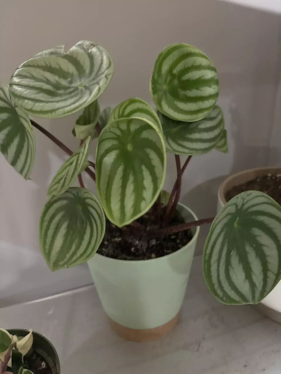 Watermelon pepperomia thumbnail