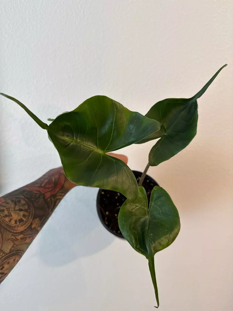 Alocasia Stingray GC thumbnail