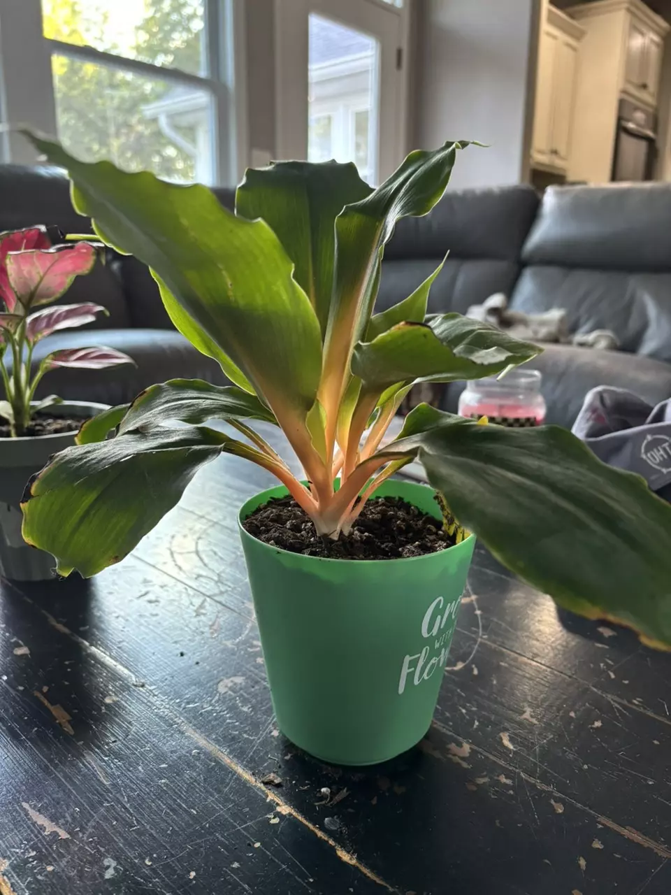 Orange marmalade thumbnail