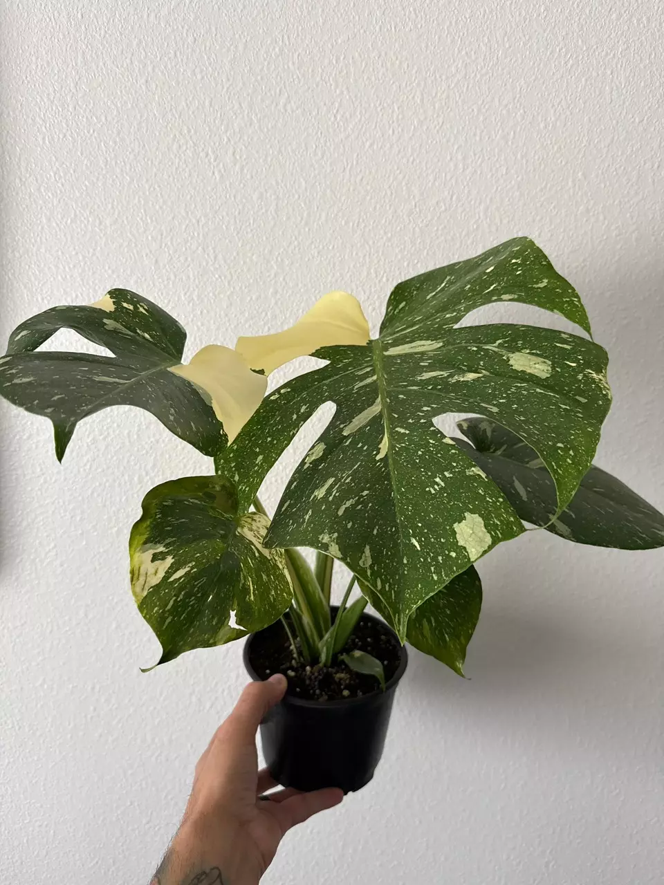 Monstera Thai Constellation 6in GC thumbnail