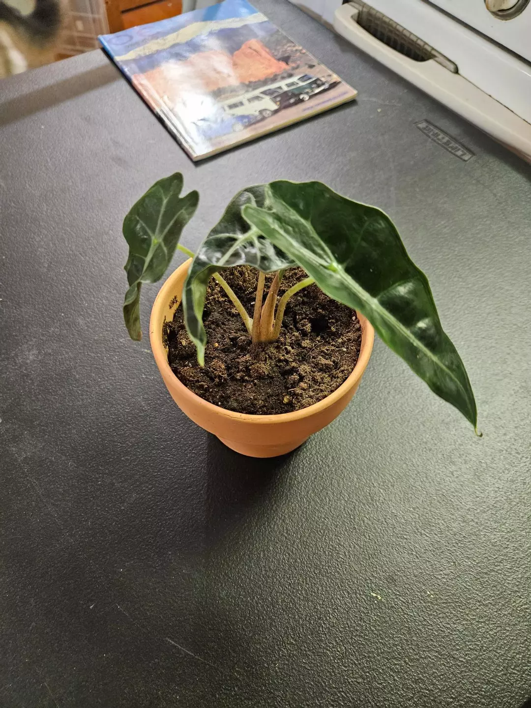 Alocasia African Mask Plant Elephant Ear thumbnail