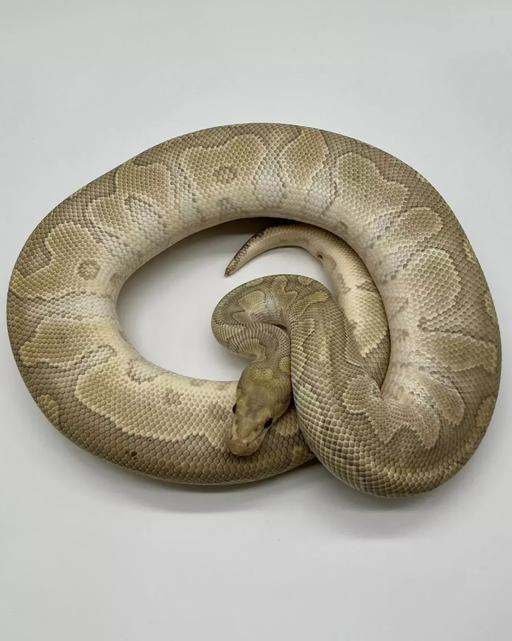 20’ Male Hypo Mojave Clown het Desert Ghost 1500 grams thumbnail