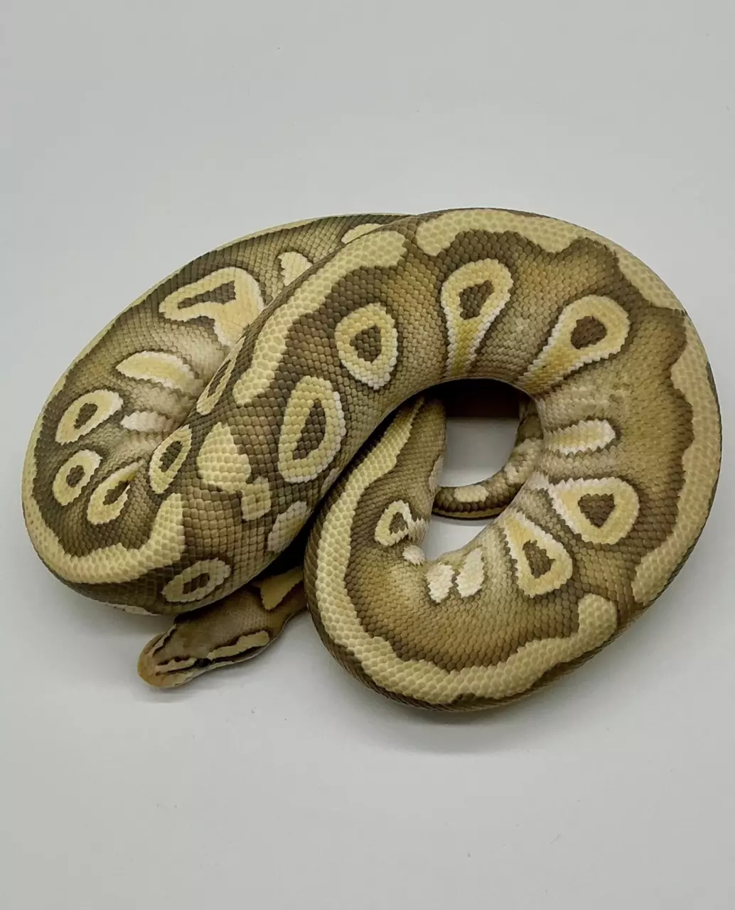23’ Female Pastel Mojave Hypo Desert Ghost het Clown 700 grams thumbnail