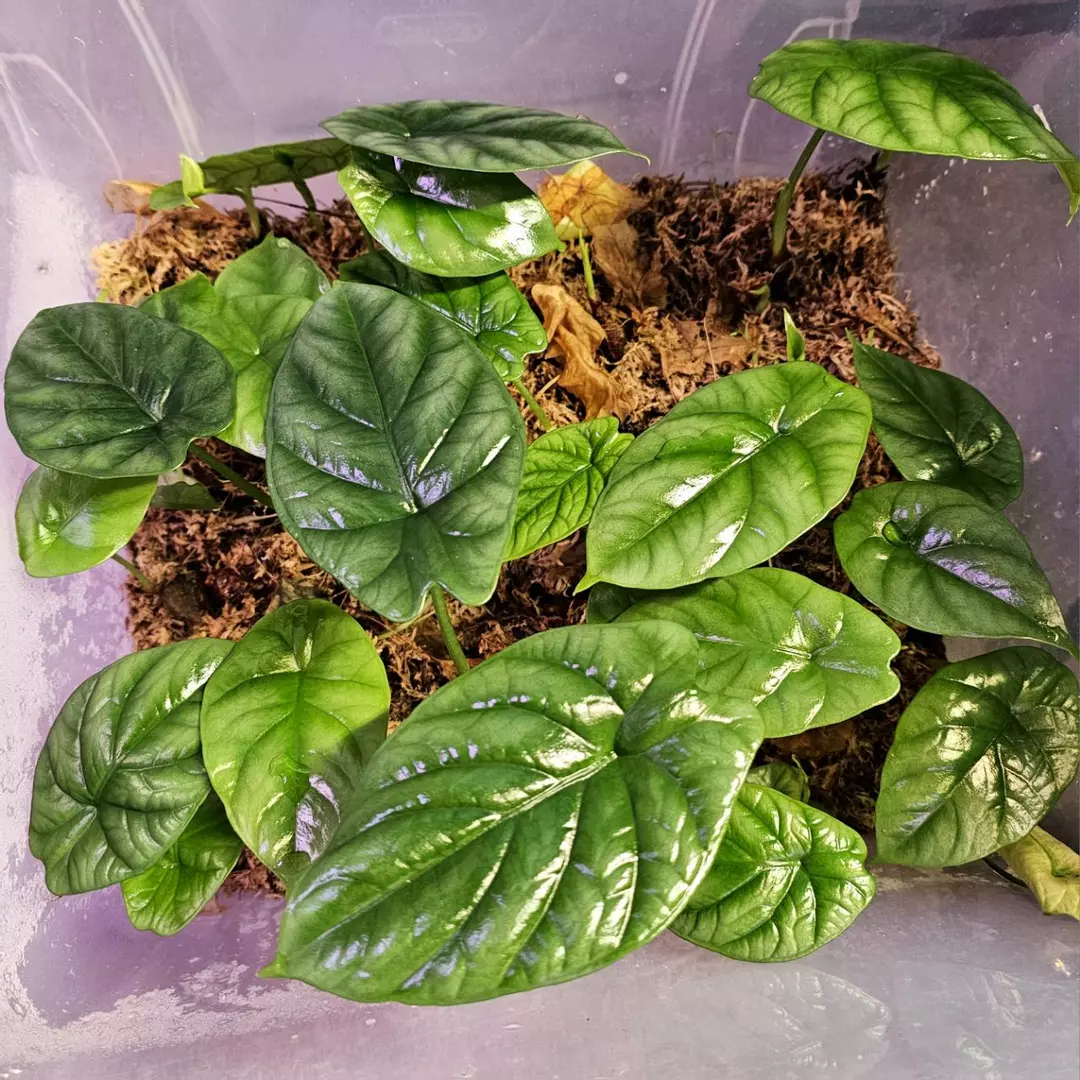 Alocasia Quilted Dreams x2 Straight from the Prop Box - Growers Choice thumbnail