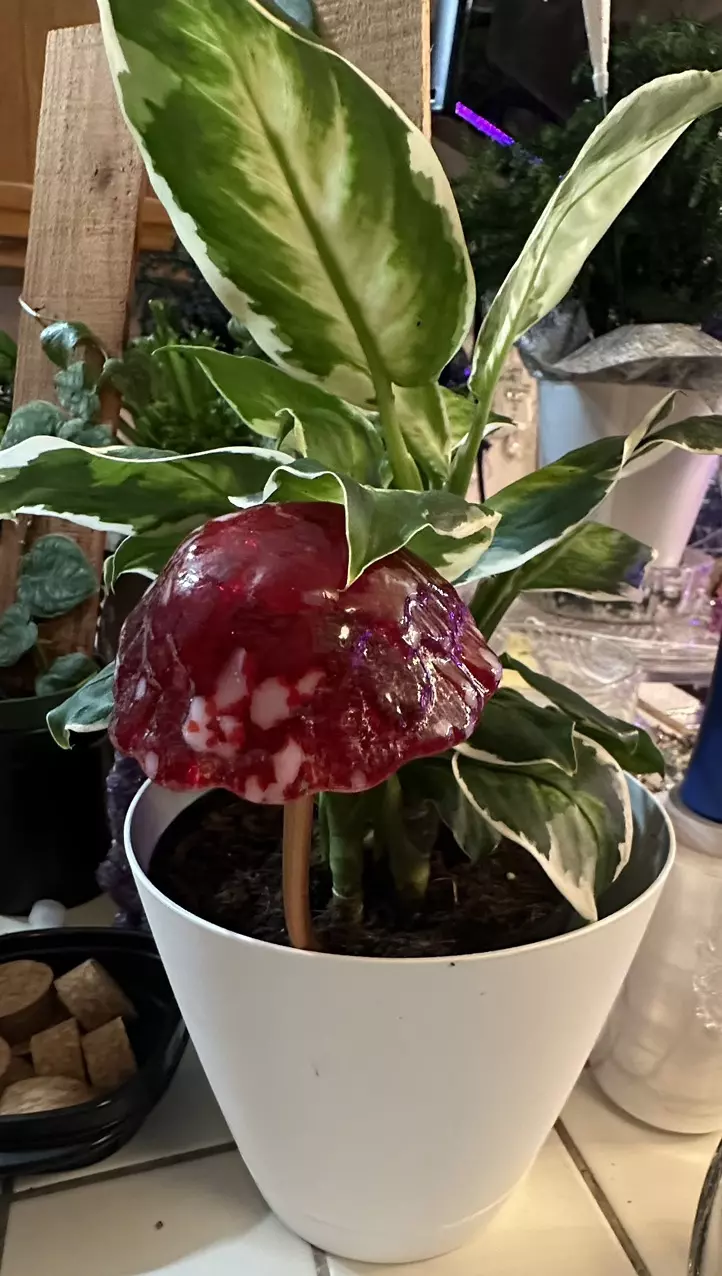 Mushroom yard art, No LED, growers choice. thumbnail