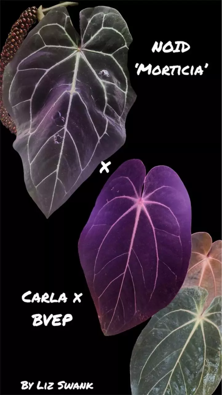 ('Morticia' Dark Velvet NoID x AOS) x (Carla x BVEP) thumbnail