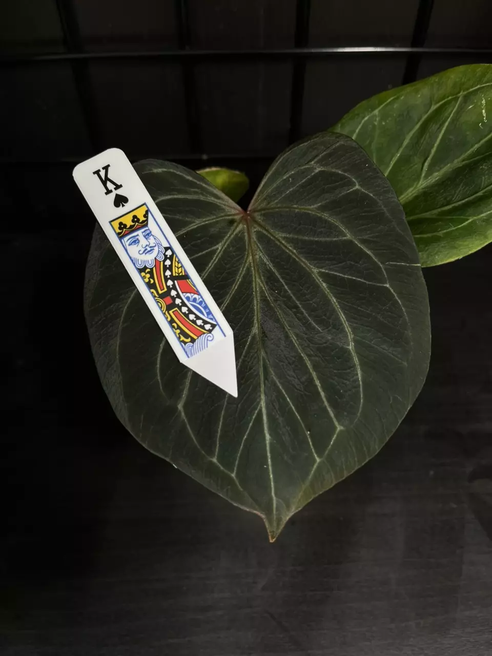 Anthurium HU/KoS Playing Card Decorative Plant Tag (Plant Not For Sale) thumbnail