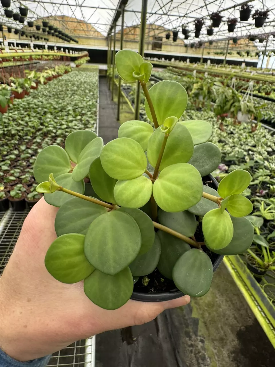 Peperomia hope 4” pot growers choice T7 thumbnail