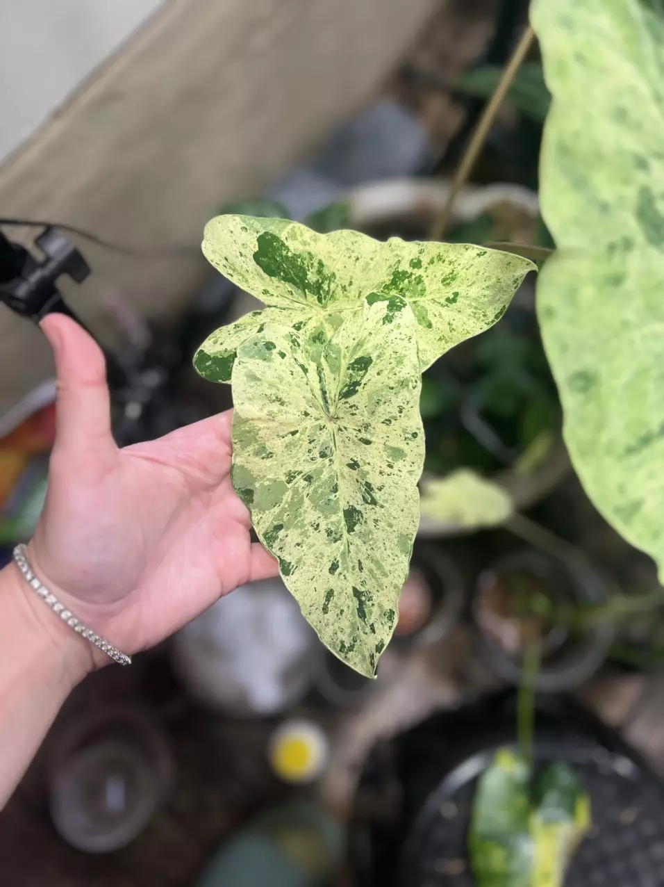 Pink Kinnari Colocasia thumbnail