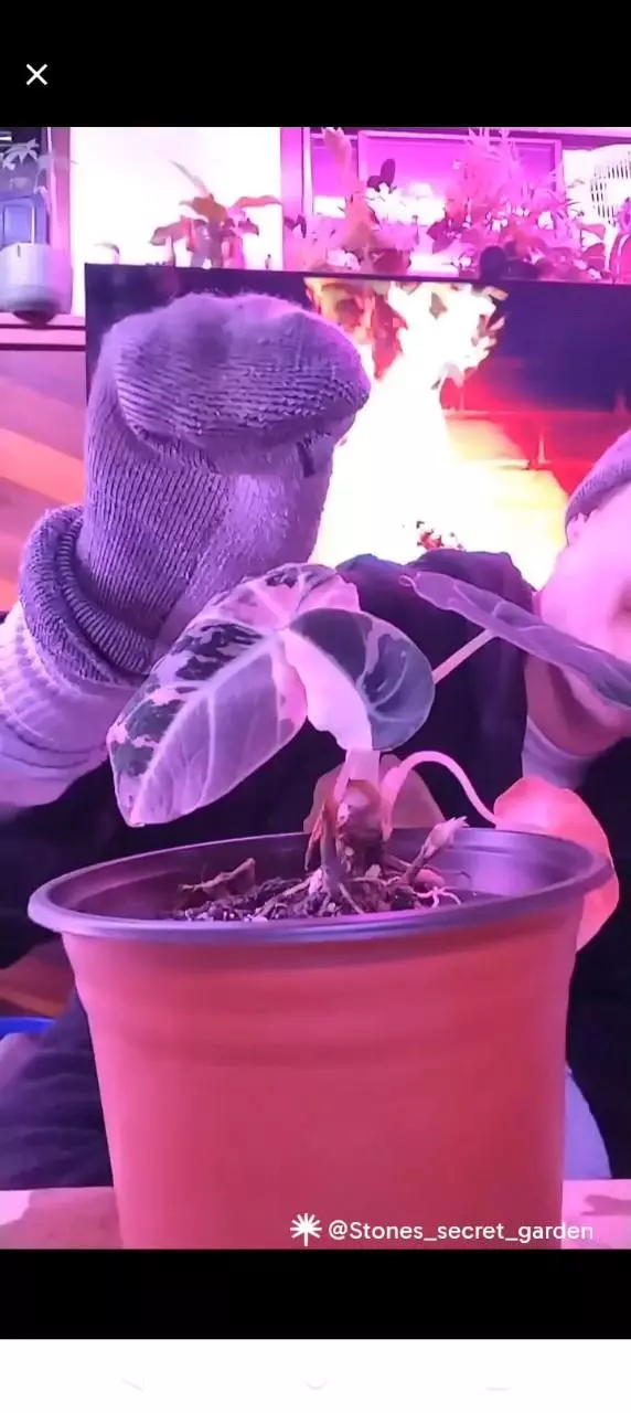 I'll tell you a dumb joke during stream or do something weird thumbnail