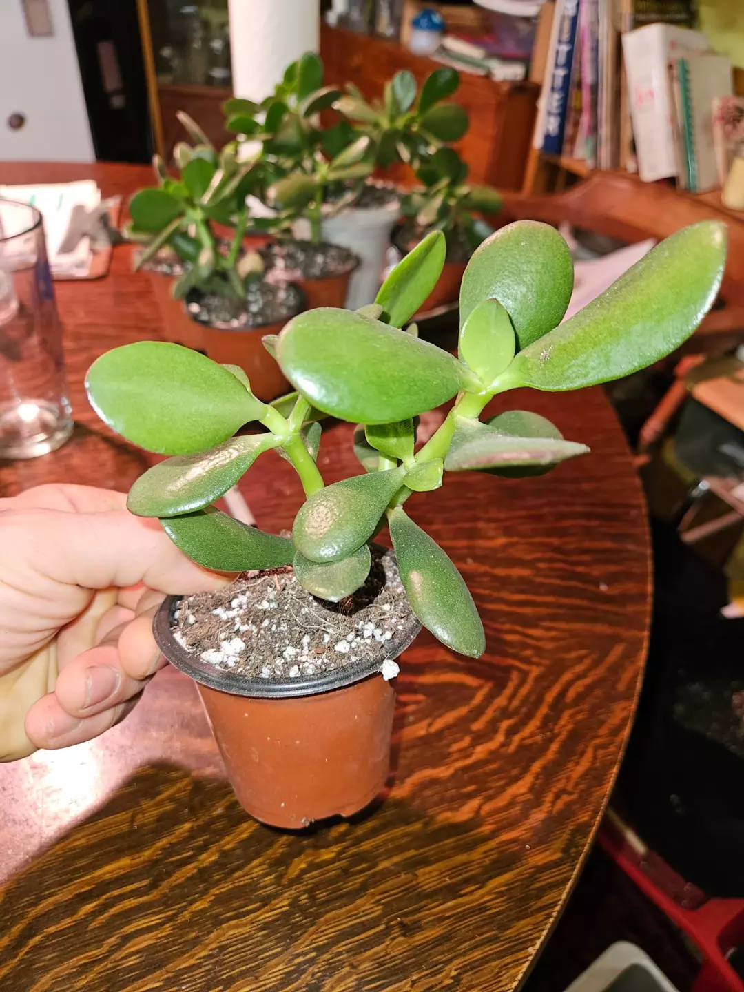 Small Jade Plant Fully Rooted and Happy! thumbnail