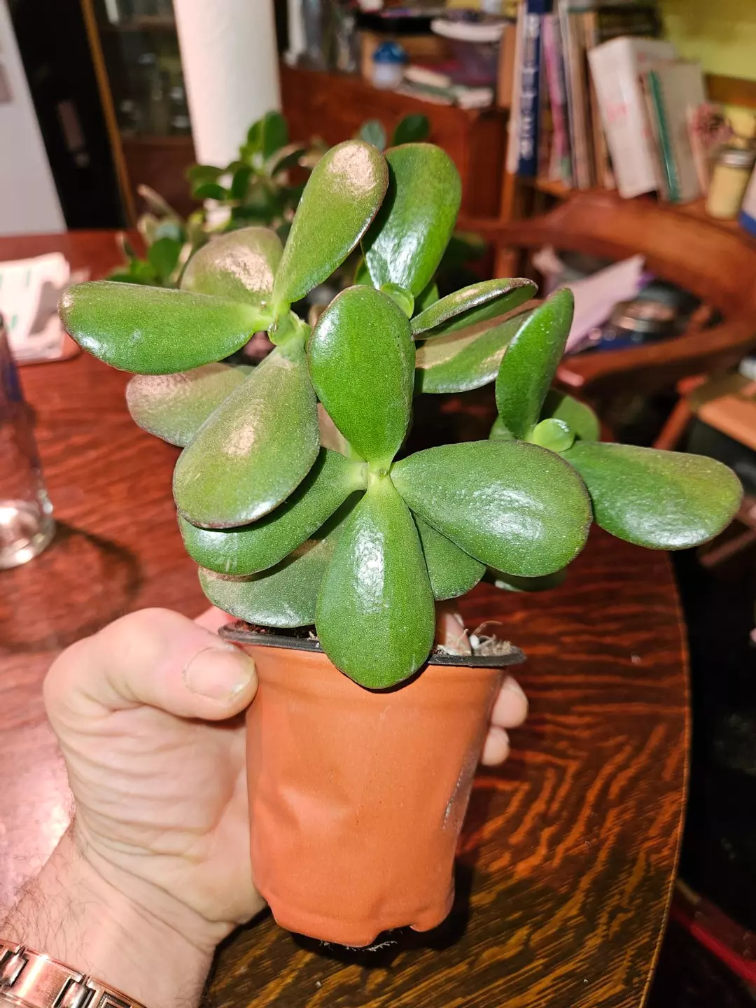 Small Jade Plant fully rooted and happy! thumbnail