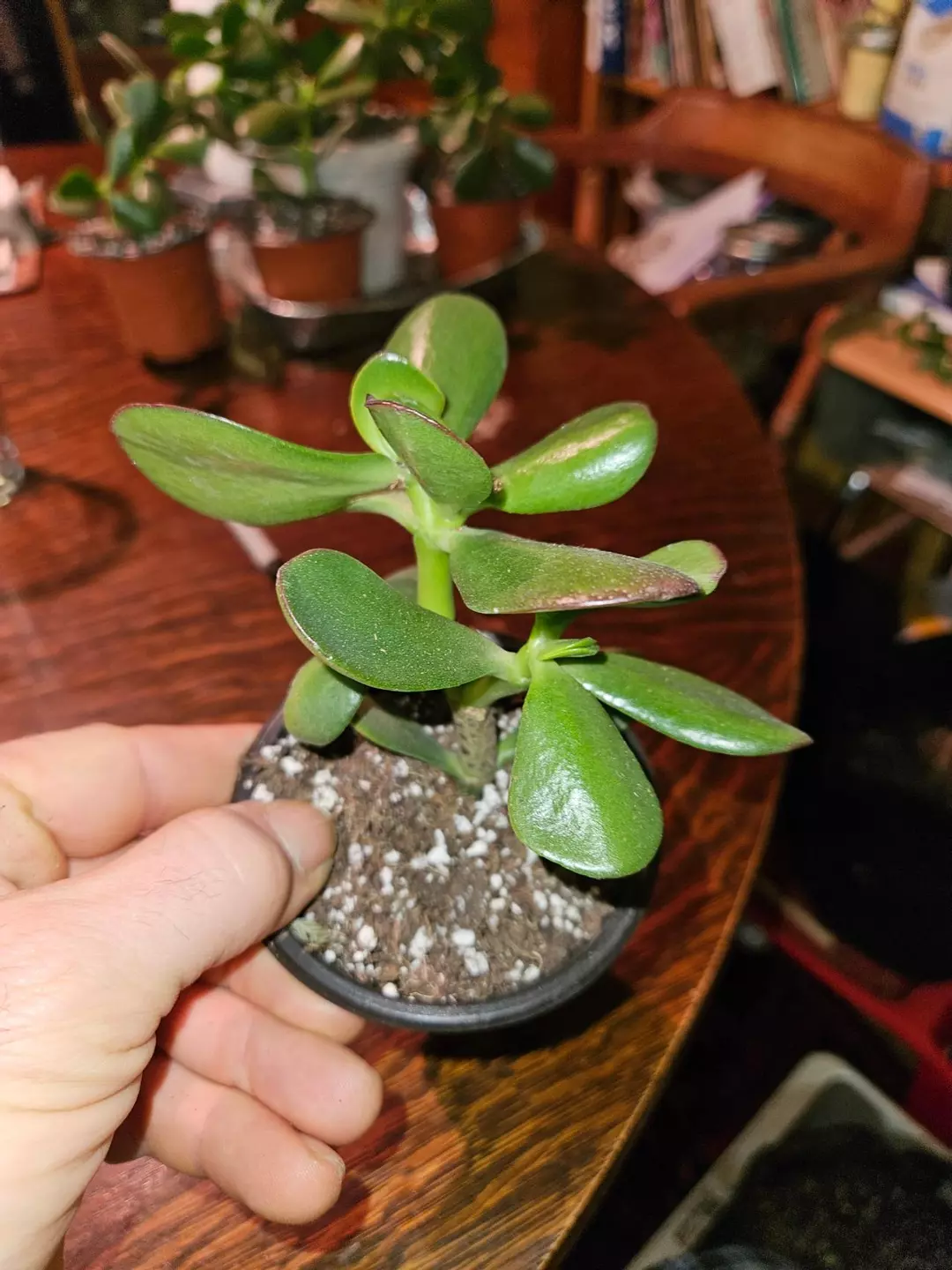 Small Jade Plant Rooted & Happy! Ready for a new home thumbnail