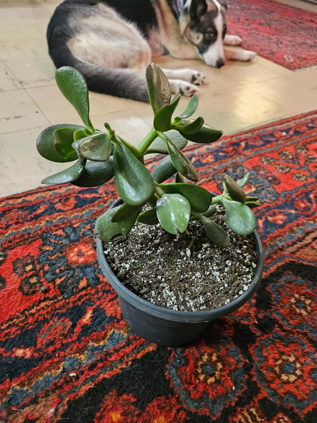 Jade Plant Rooted & Potted Ready for a new home! thumbnail