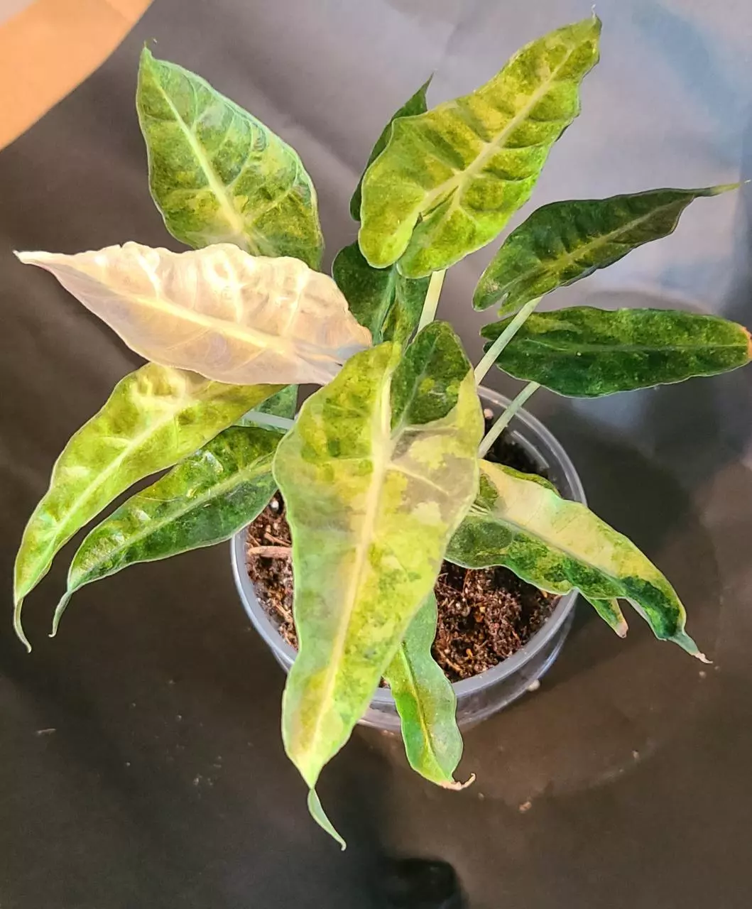 Polly Aurea Varigated Polly thumbnail