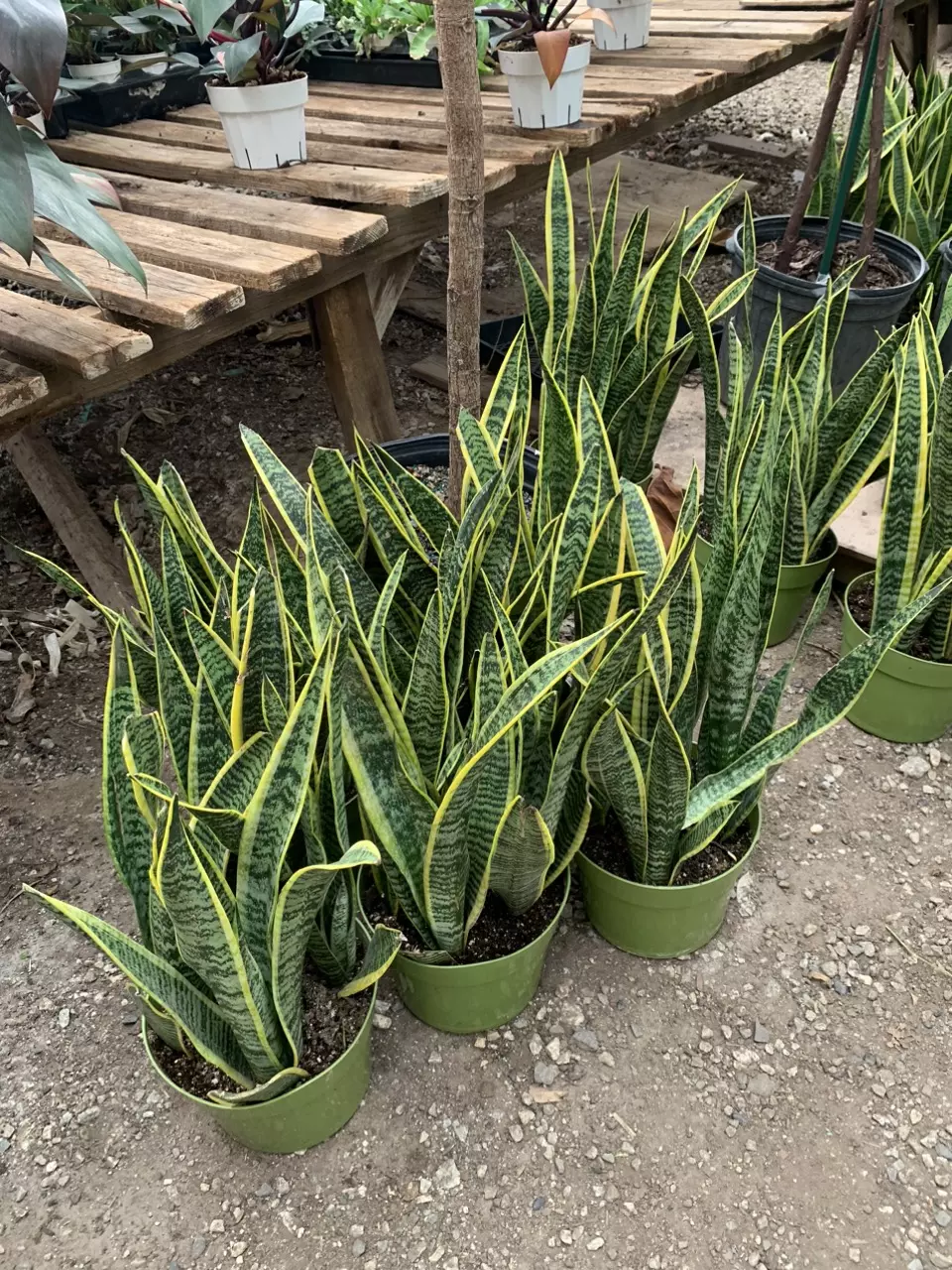 sansevieria plant 8inch potted live plant snake plant thumbnail