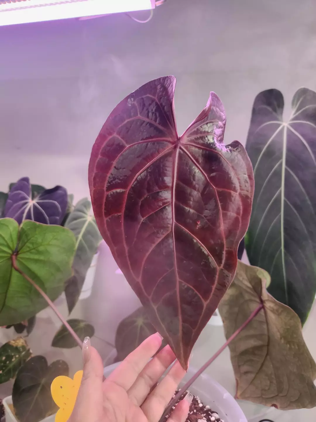 Anthurium Magnificum Blue x Self Seedlings thumbnail