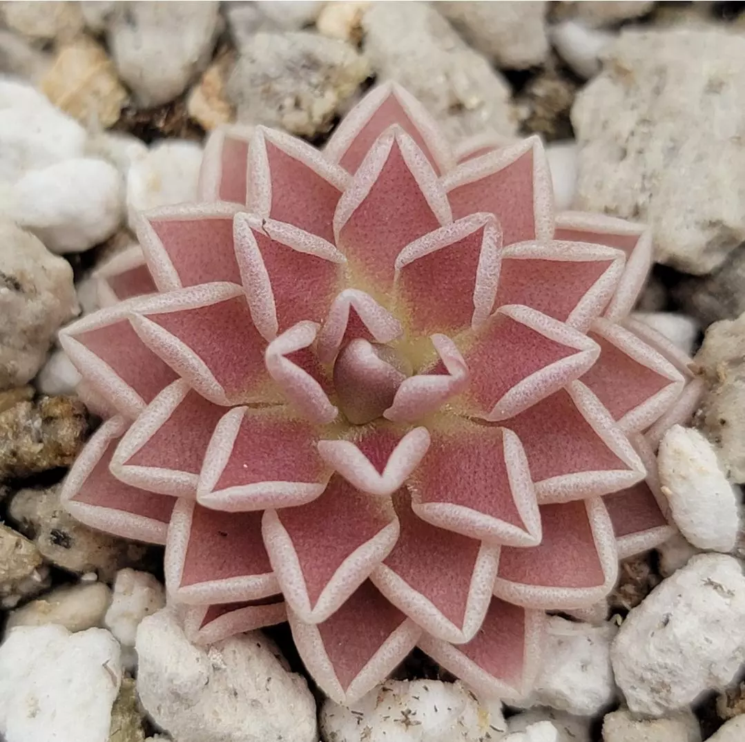 Pinguicula ehlersiae thumbnail