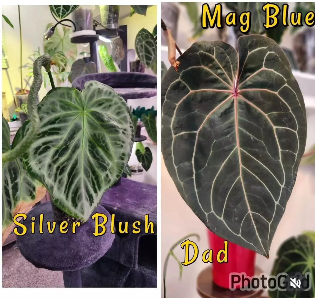 Buy 1 Get 1 Free Anthurium Silver Blush x Magnificum Blue seedlings thumbnail