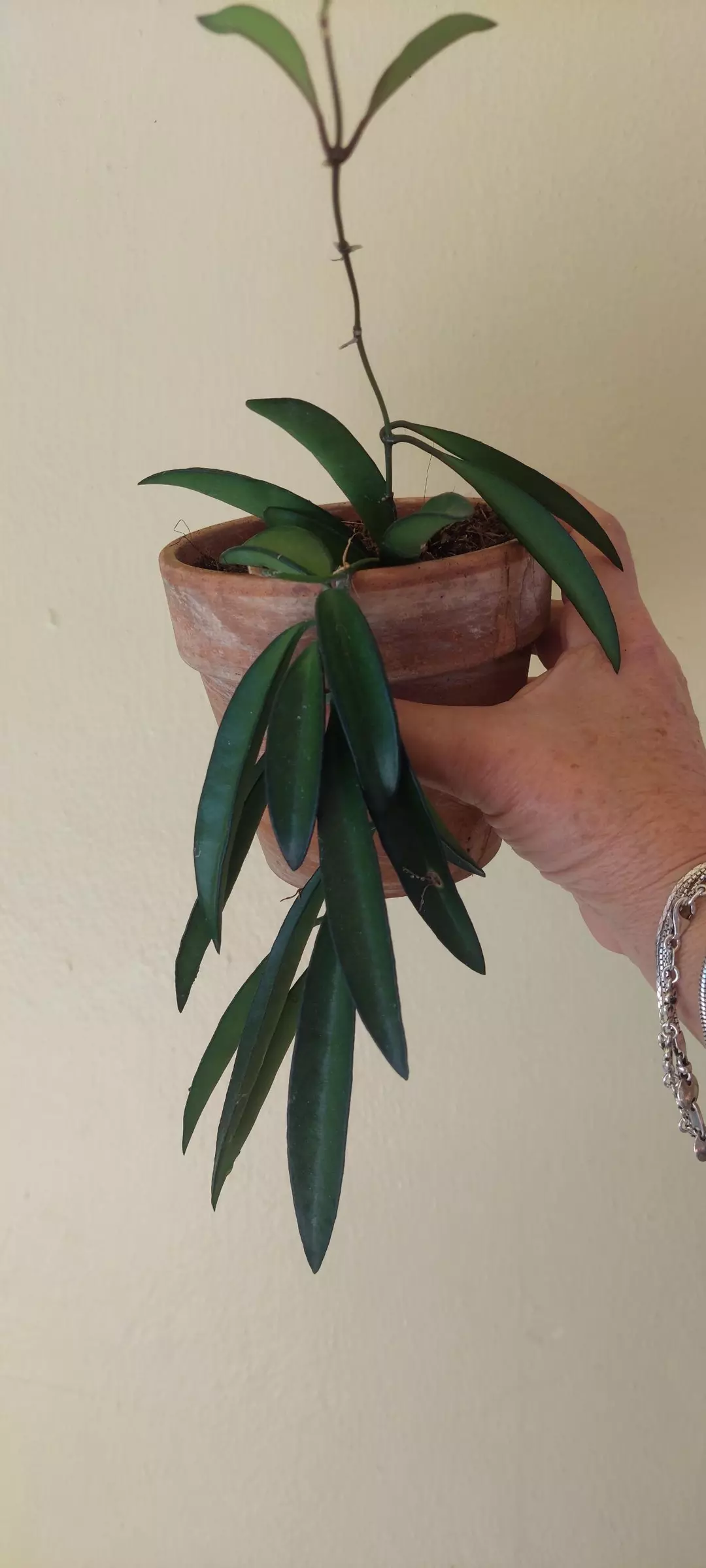 HOYA WAYETII rooted - similar to one in picture thumbnail