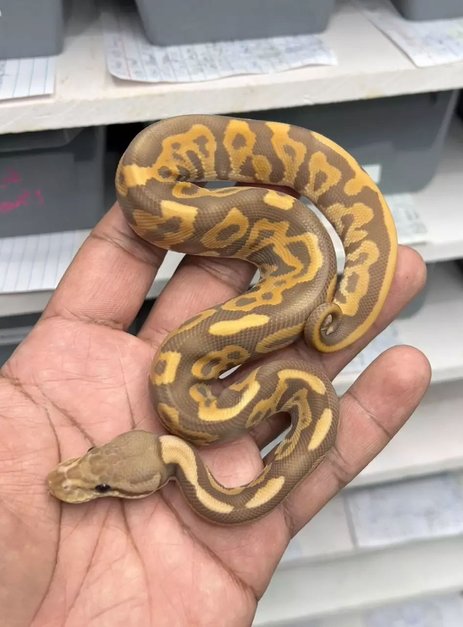 Leopard Cinnamon Ultramel pos het Cryptic (m) thumbnail