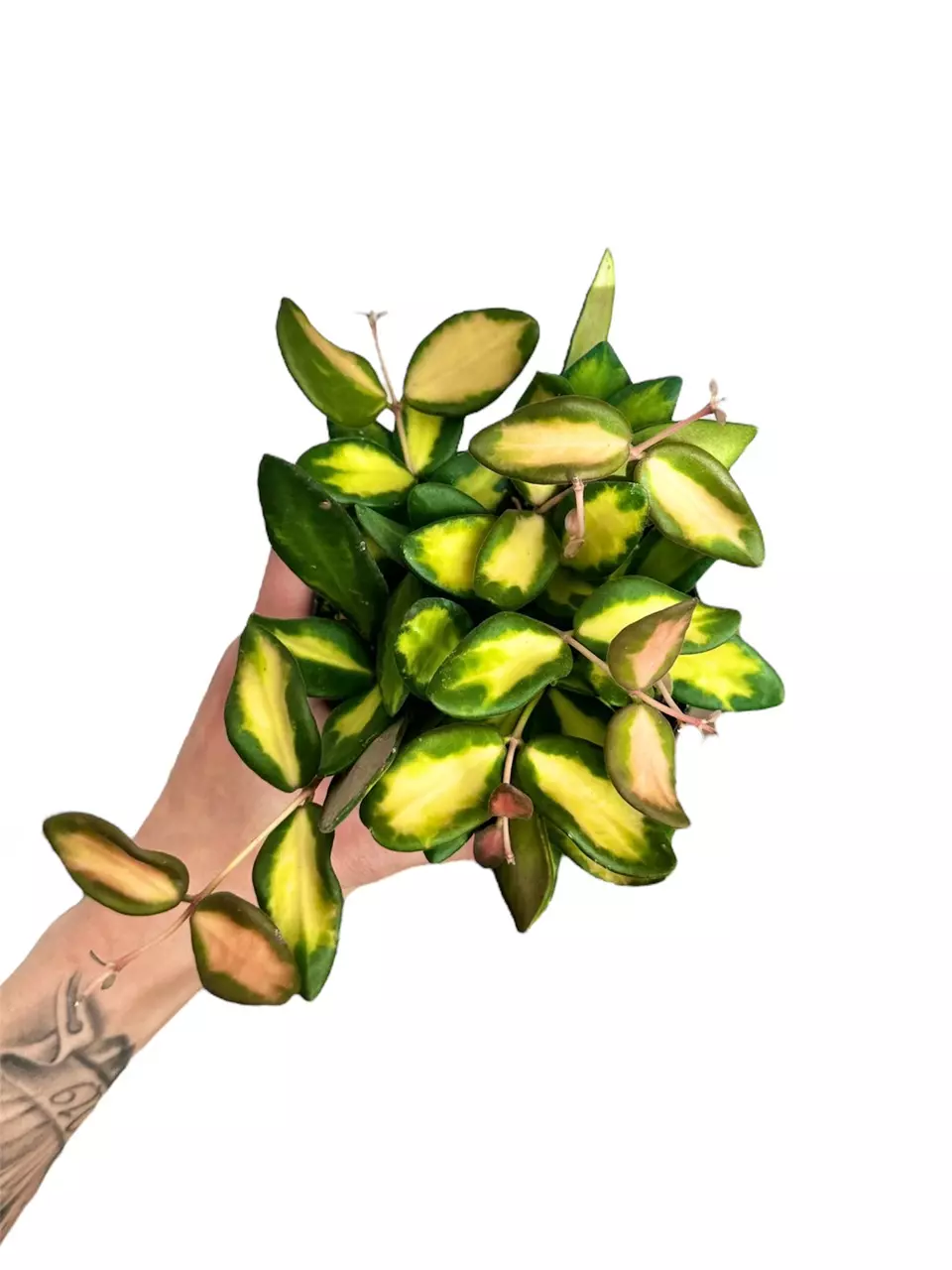 4” Hoya DS-70 Variegated thumbnail