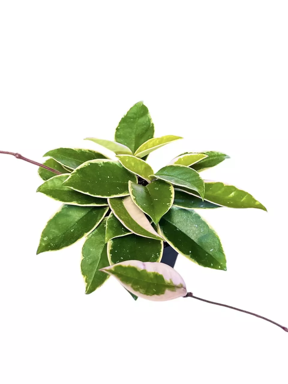 4” Hoya Krimson Queen thumbnail