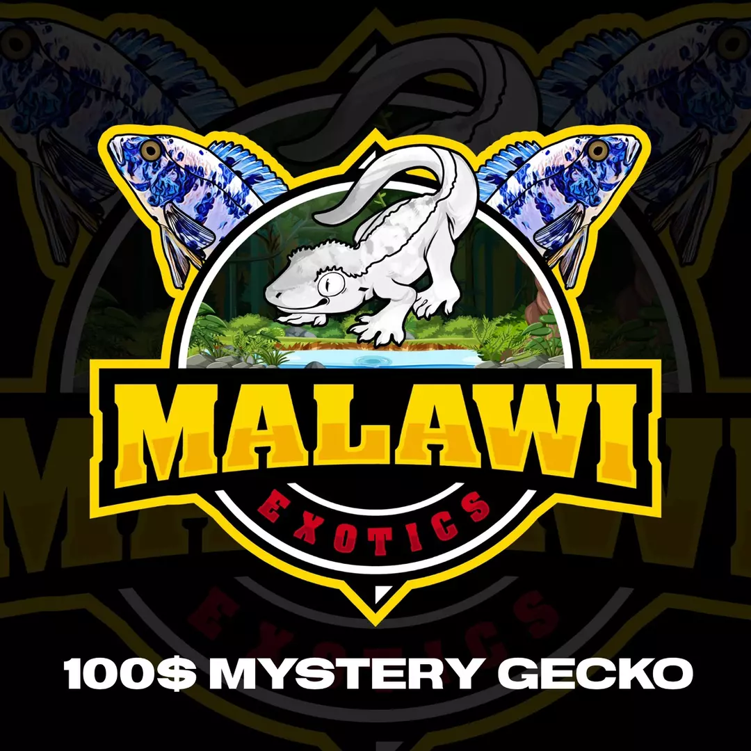 Mystery Gecko thumbnail