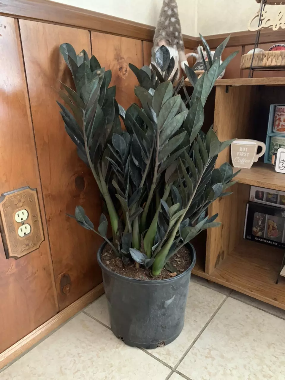 Large Zz raven 10inch plant thumbnail