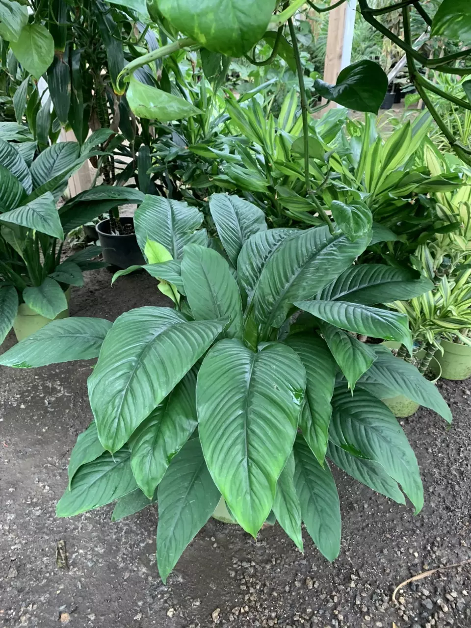 Large Spath sensation planted in 10inch pot large houseplant home decoration thumbnail