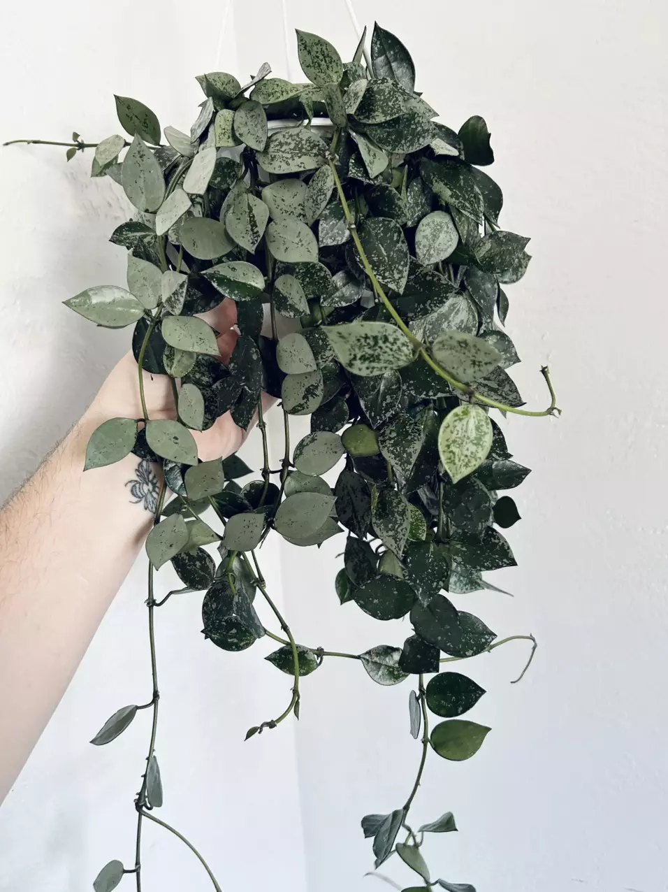 Hoya Krohniana Super Silver *Cuttings thumbnail