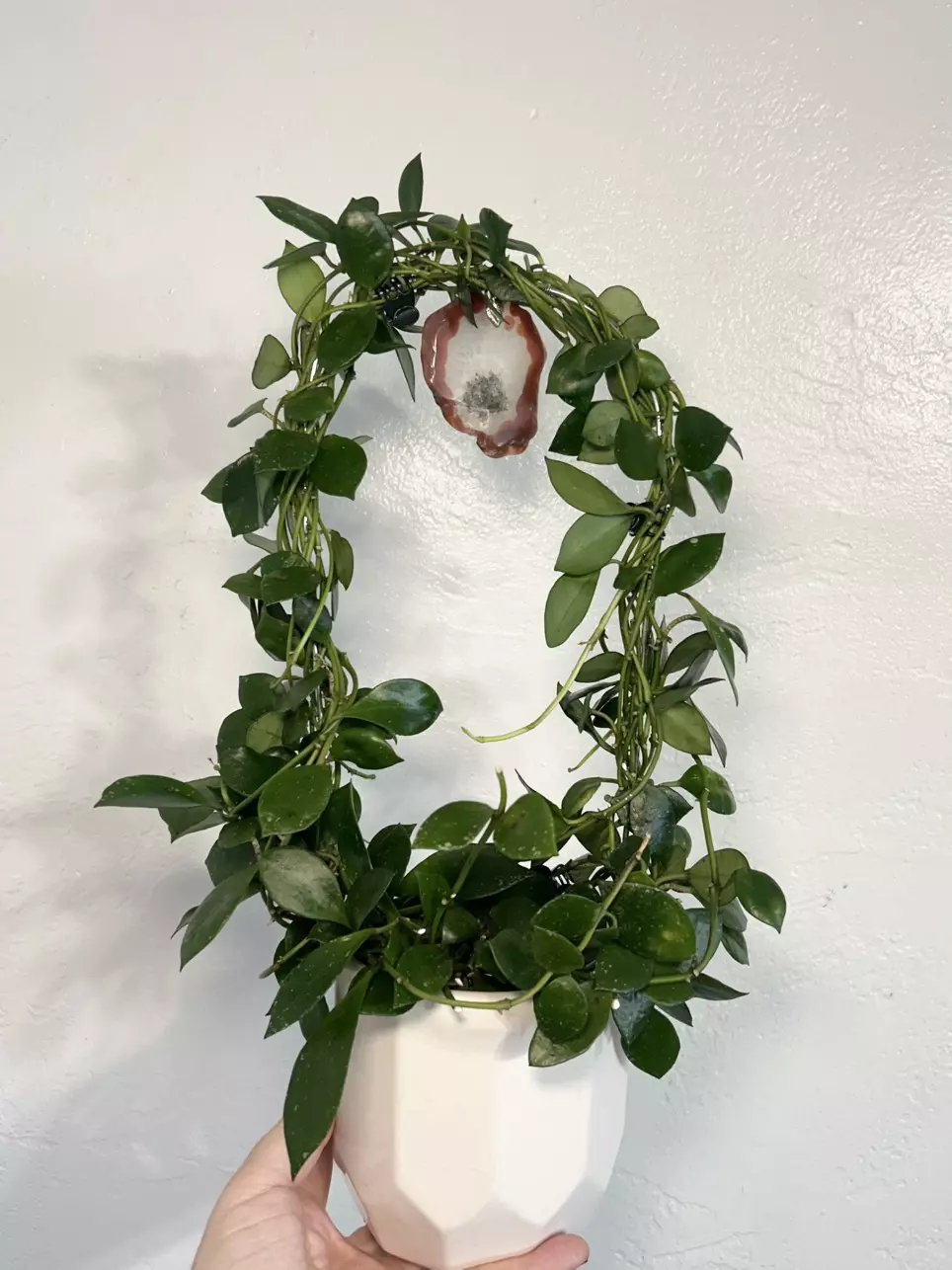 Hoya Lacunosa Fraser Hill SR-2010-049 *Cuttings thumbnail