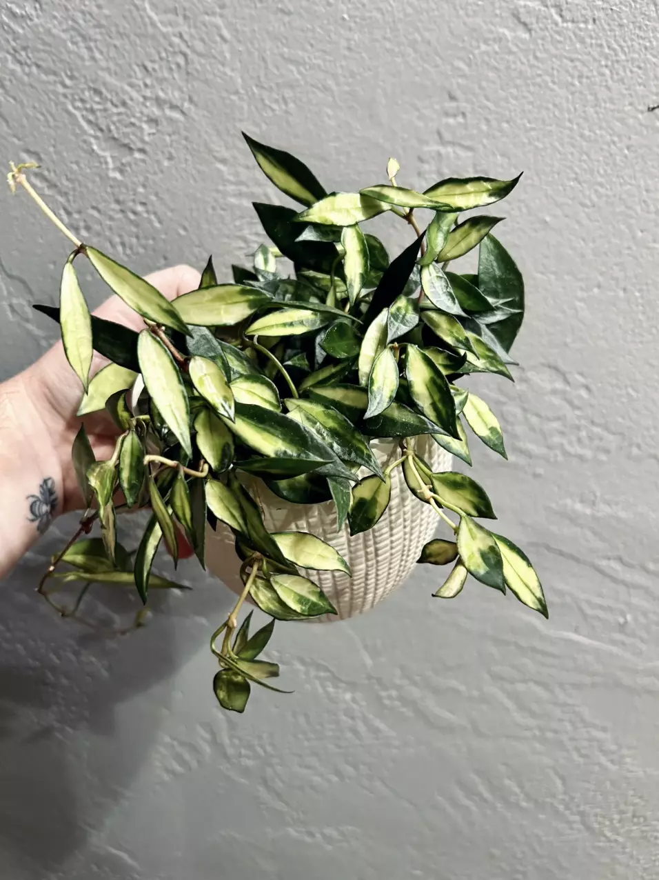 Hoya Lacunosa Inner Albo Variegated *Cuttings thumbnail