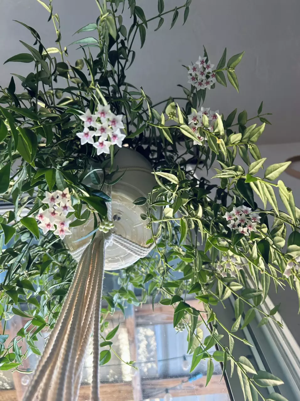 Hoya Bella *Cuttings thumbnail