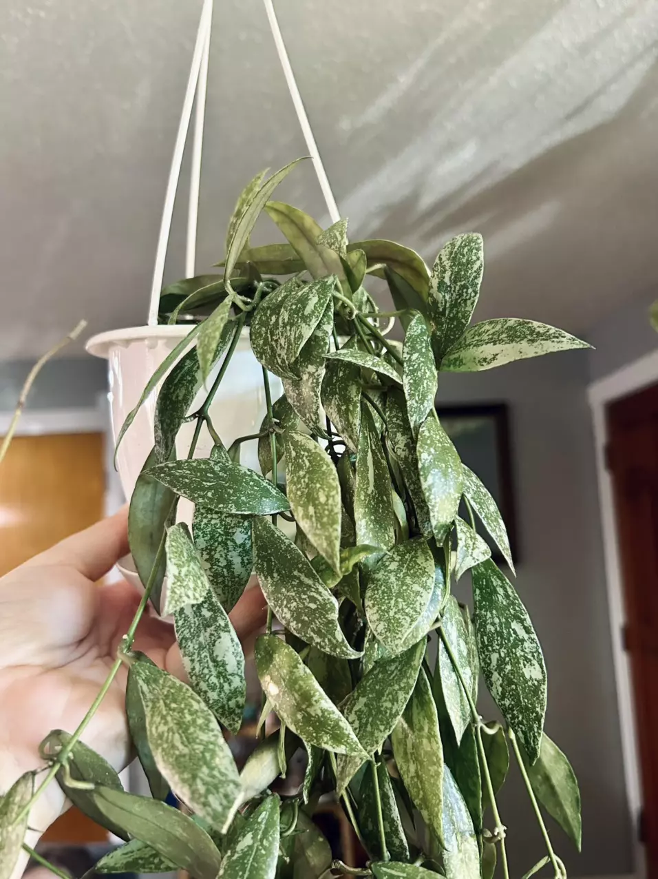 Hoya Lacunosa Laos *Cuttings thumbnail