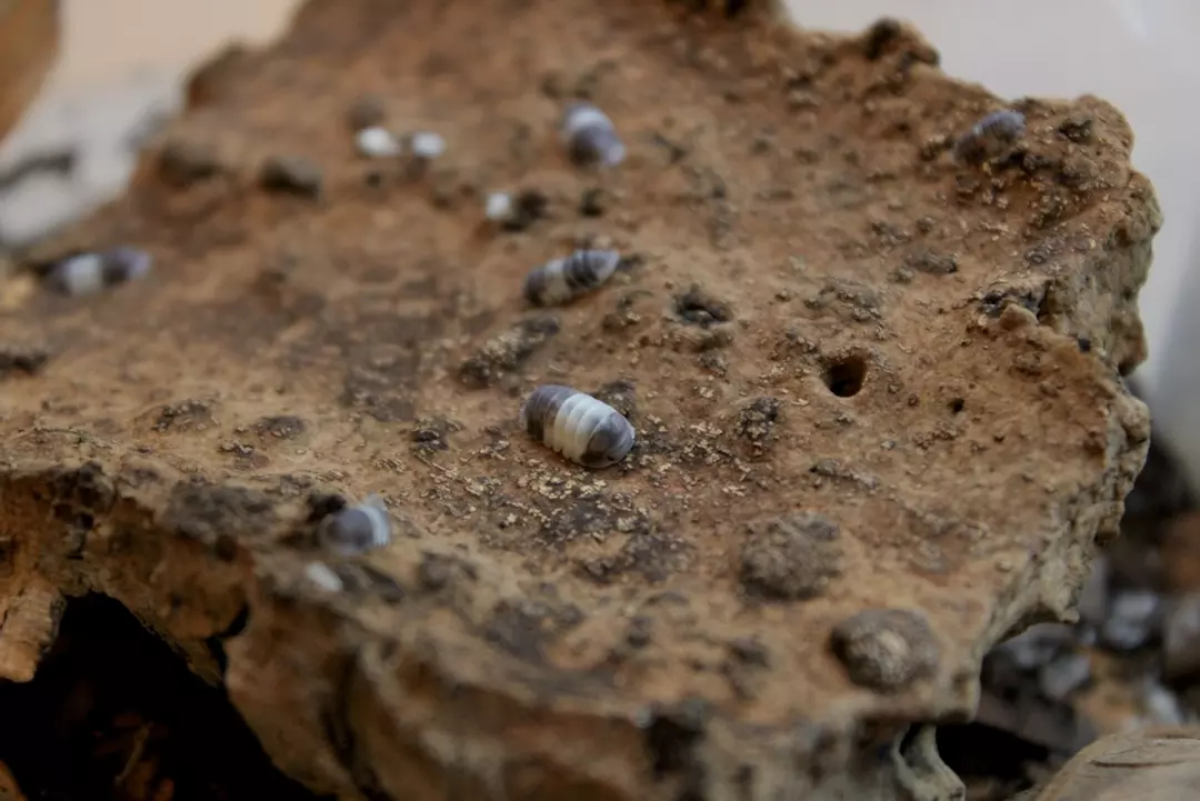 Cubaris Panda King 8ct thumbnail