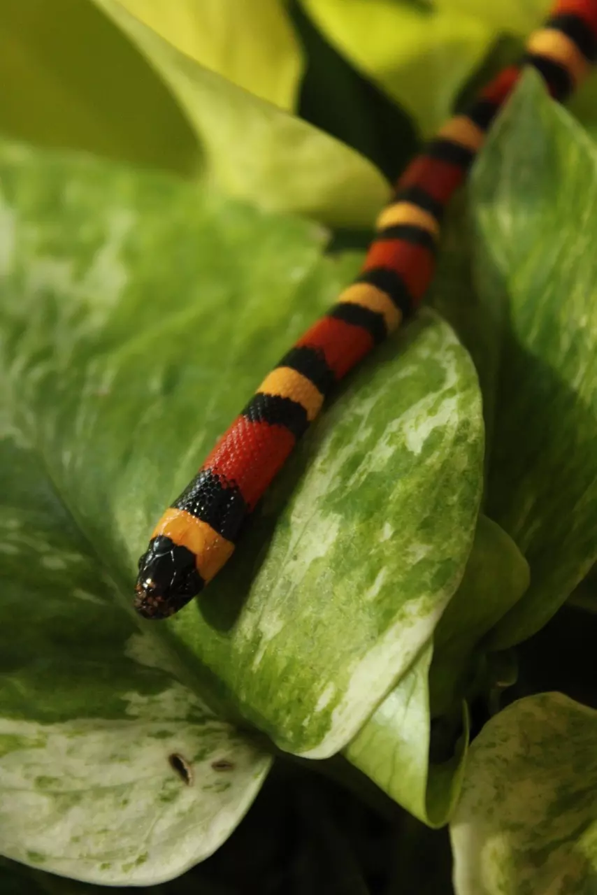 Apricot Milk Snake thumbnail