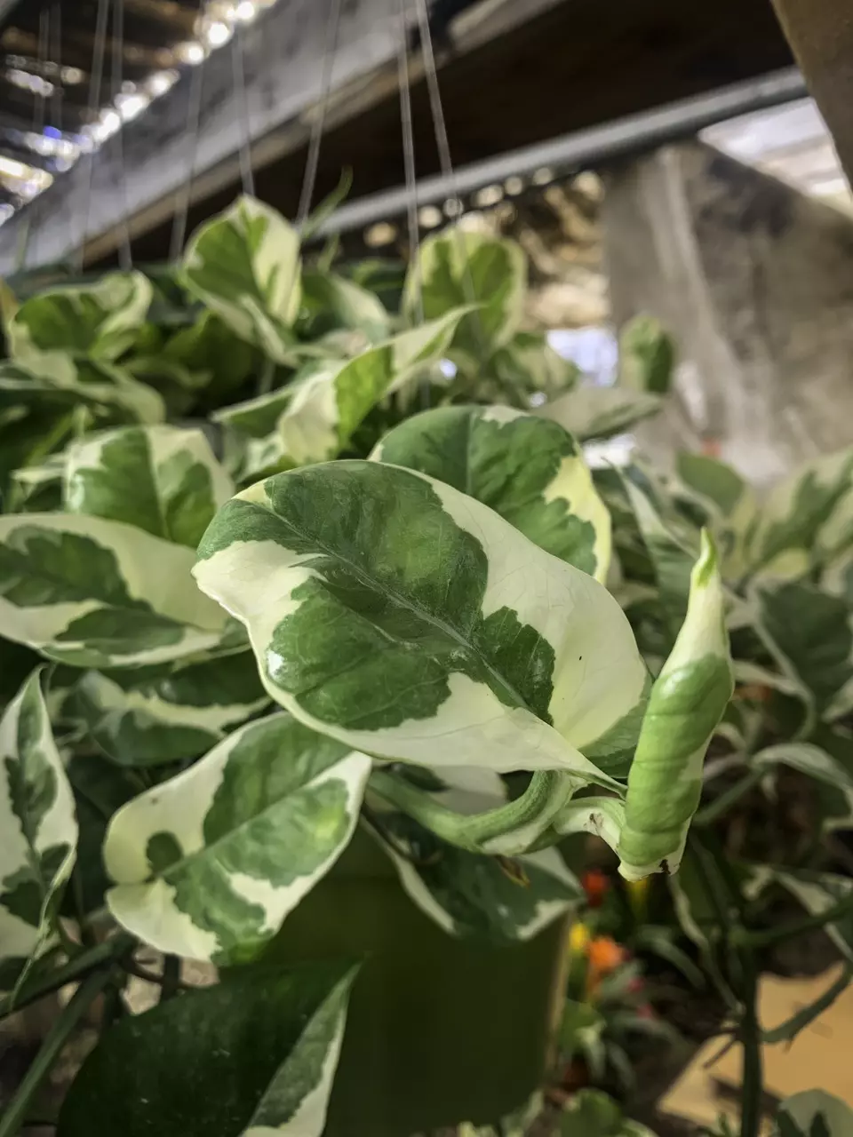 Plant bundle Golden potho and n Joy potho large in 6inch pots thumbnail