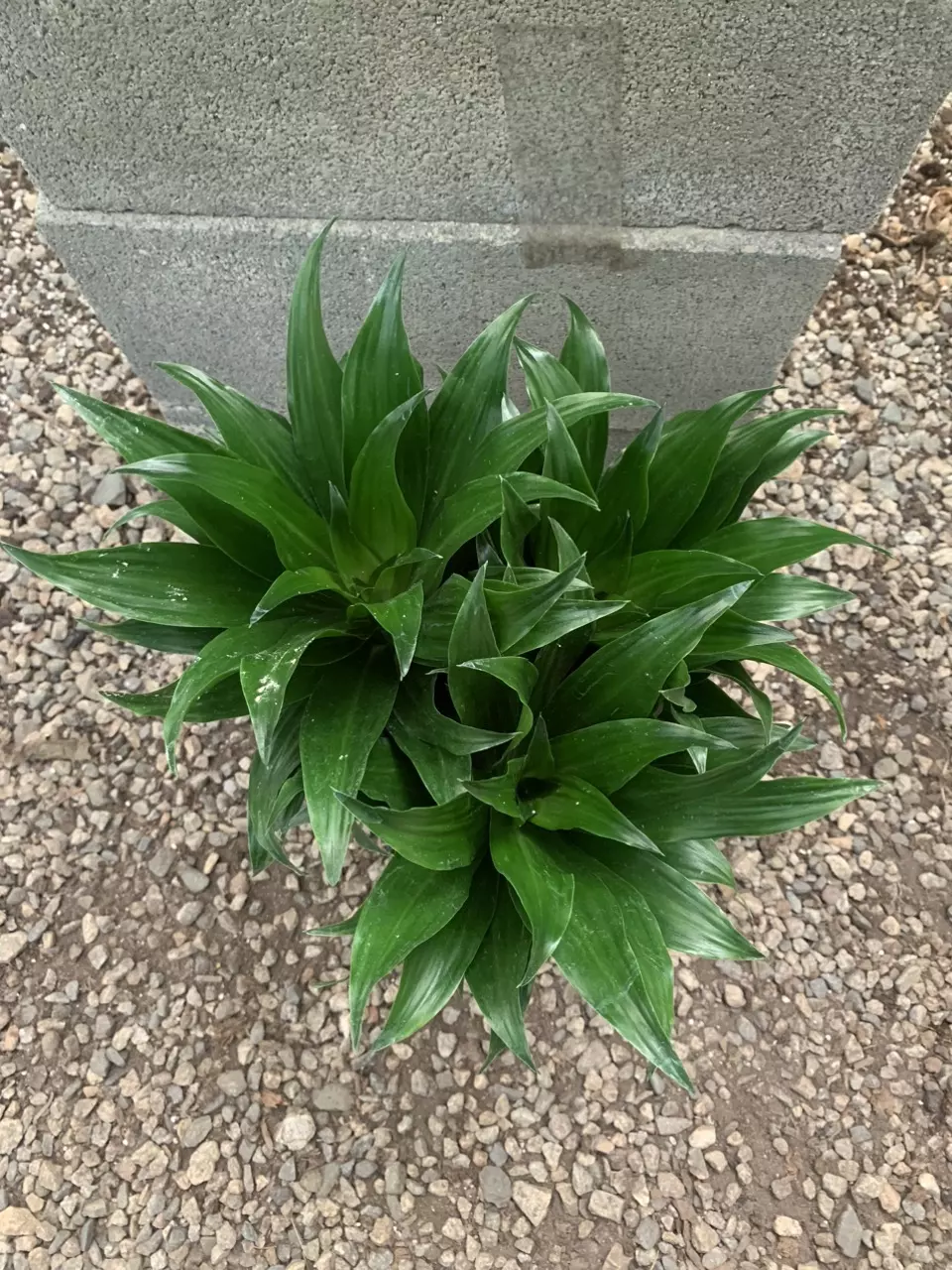 Dracaena JC Compacta 6inch potted live plant thumbnail