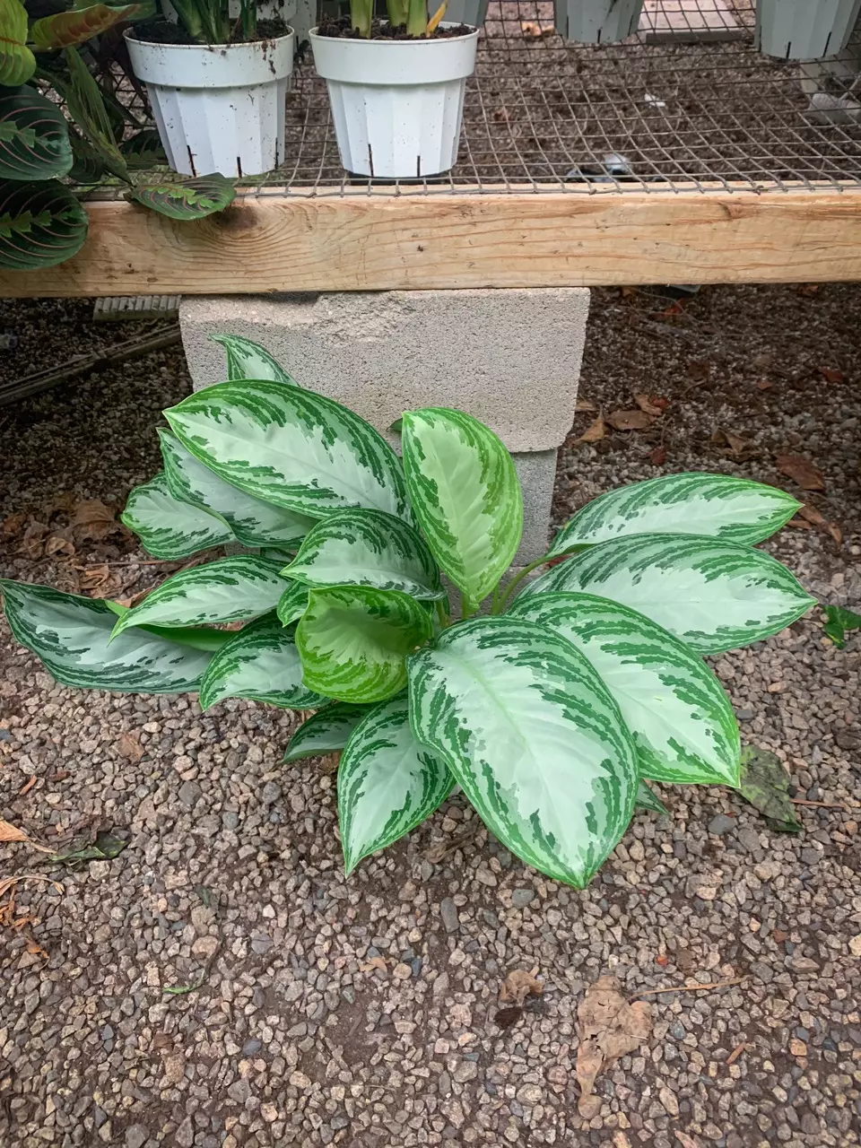 Tall Silver Bay algaonema plant thumbnail