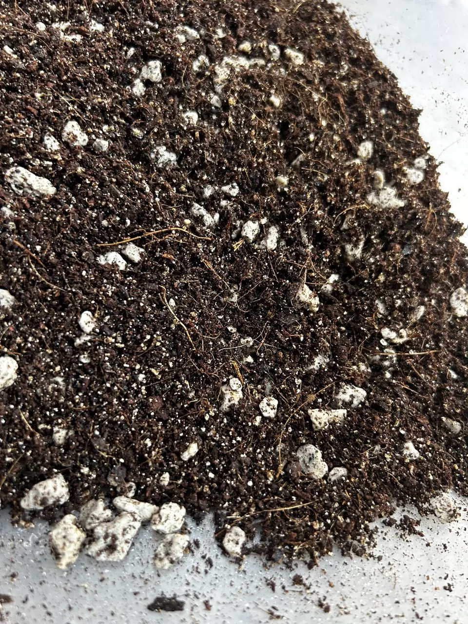 Carnivorous Potting Media (Pinguicula) thumbnail