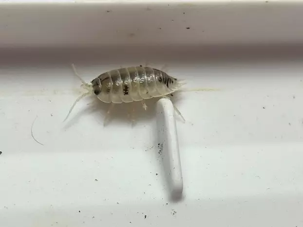 “Dairy Cow” Isopods Porcellio Laevis thumbnail
