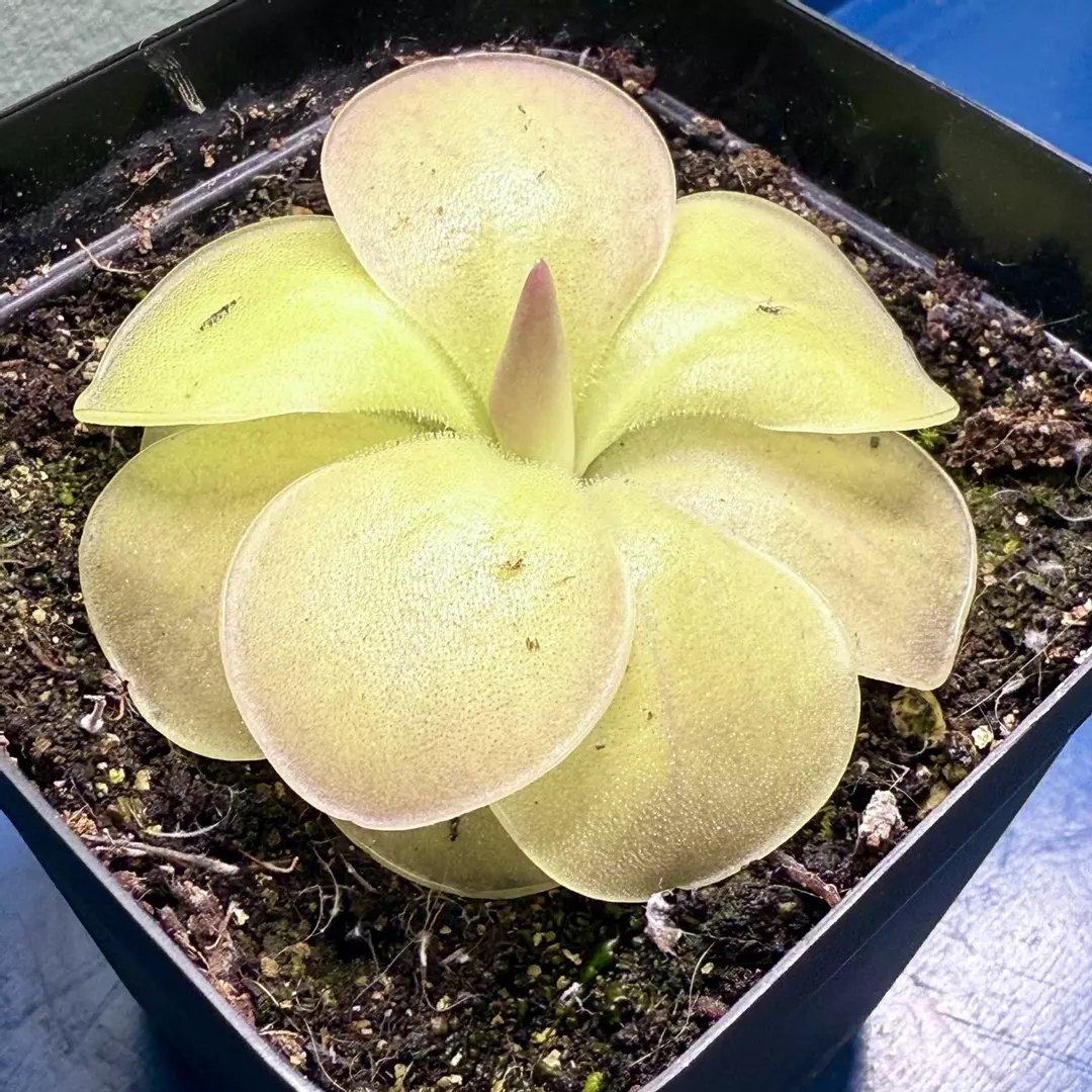 Pinguicula Moranensis thumbnail