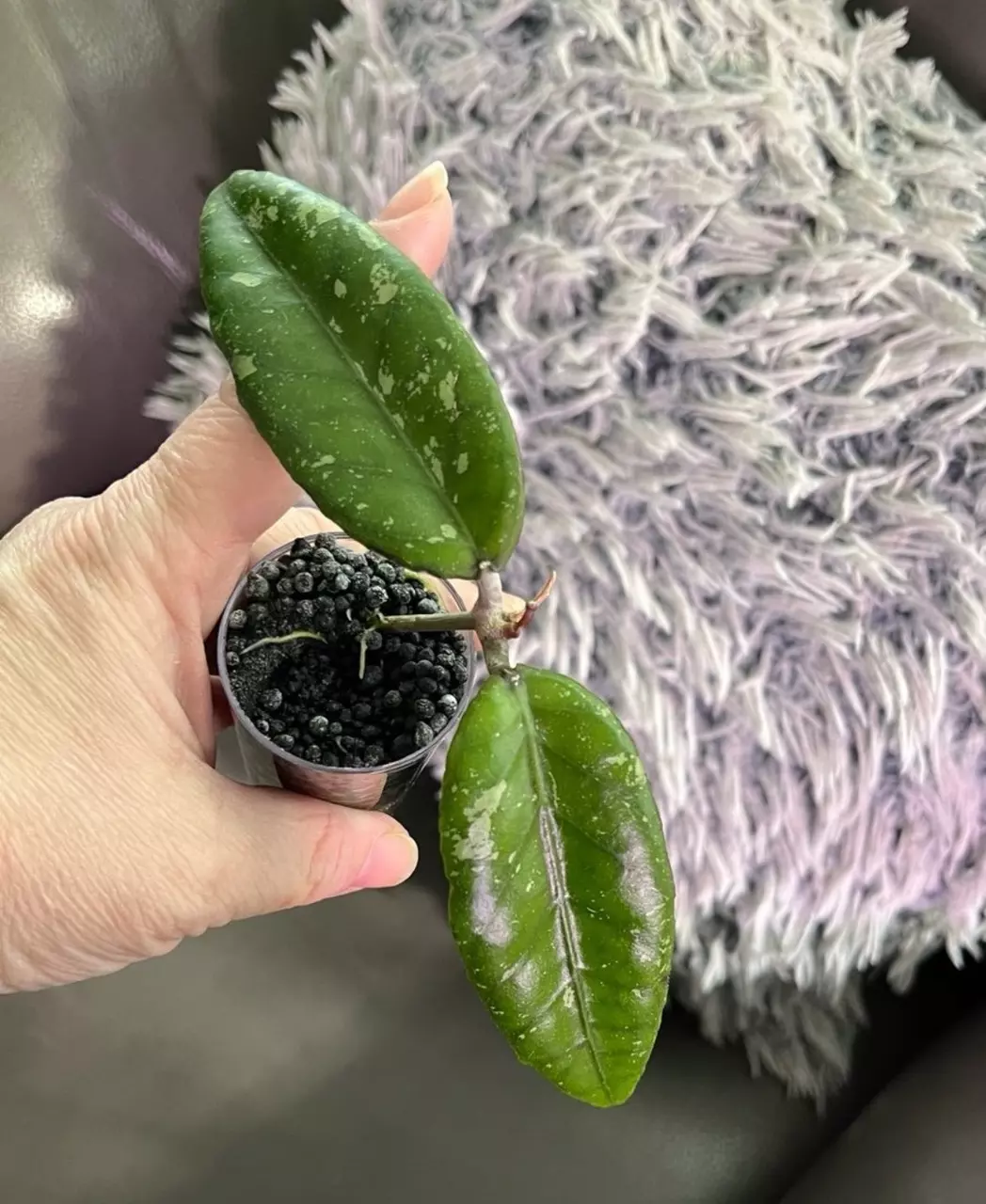 Hoya SP Bur Senubung “Opop” - rooted cutting thumbnail