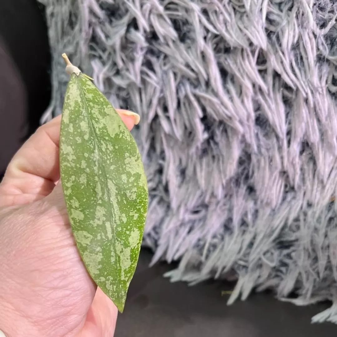 Hoya SP Gorontalo fresh cutting - very rare thumbnail