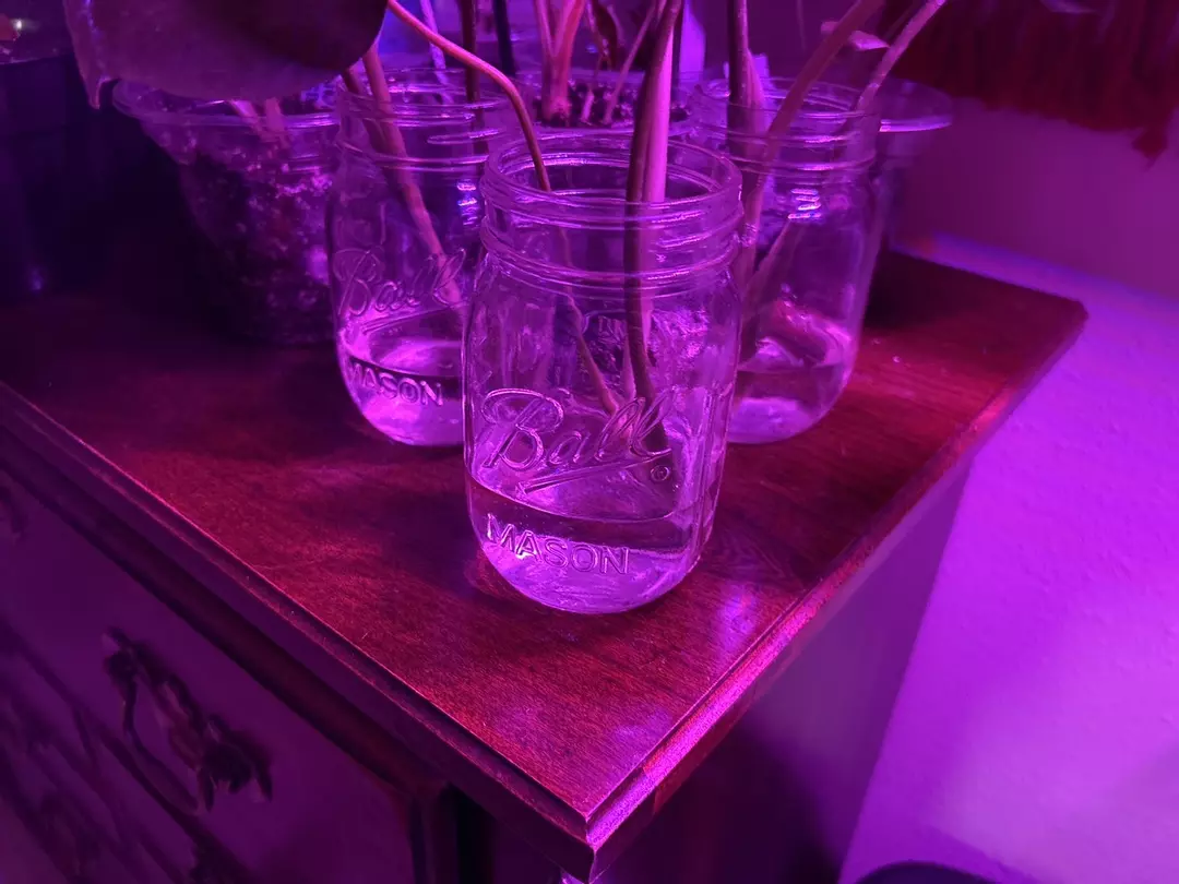 XL Monstera Deliciosa Starter thumbnail